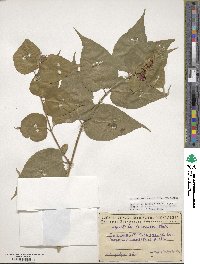 Leycesteria formosa image