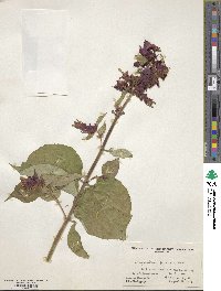 Leycesteria formosa image