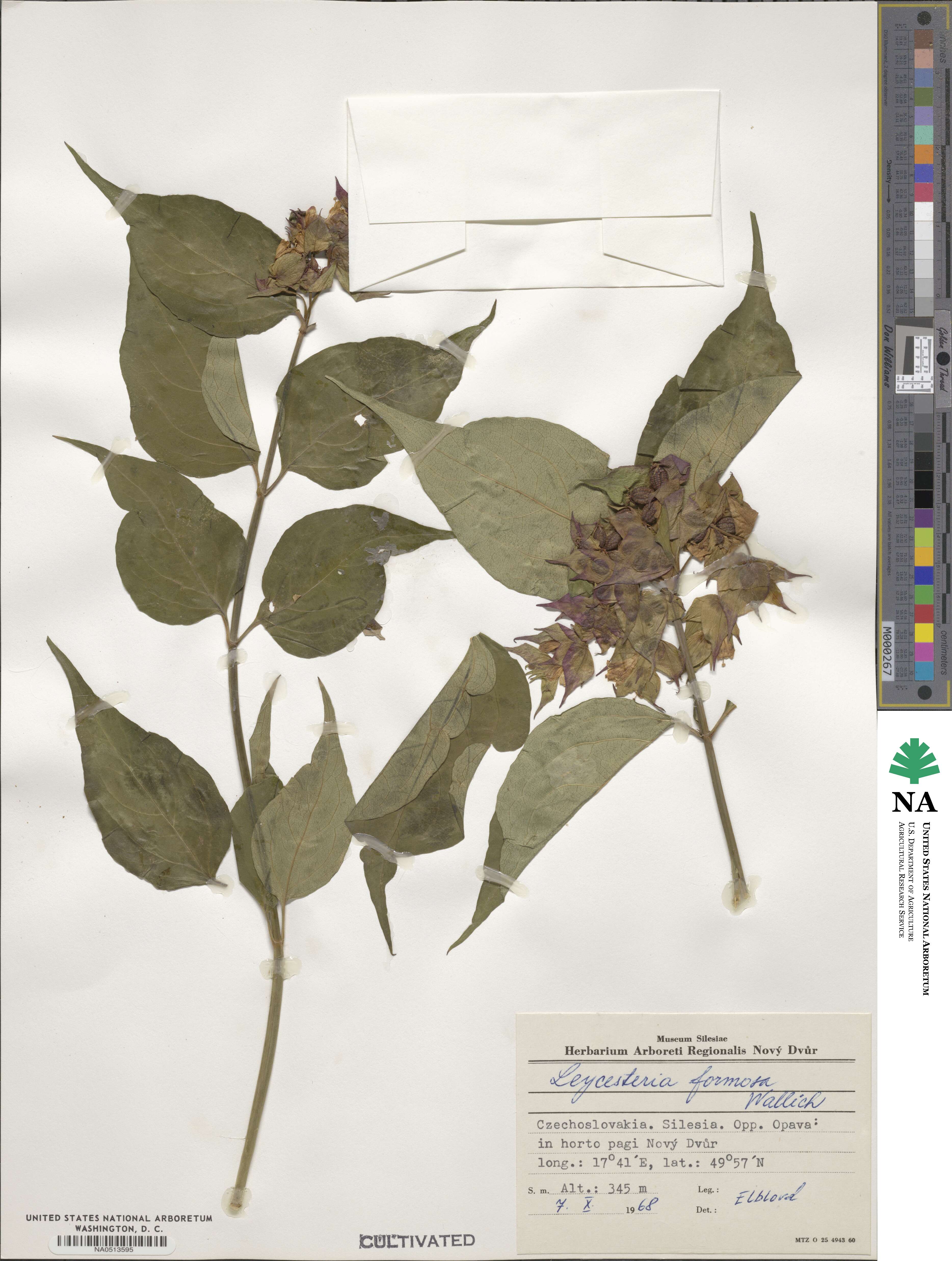 Leycesteria formosa image