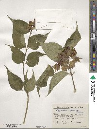 Leycesteria formosa image