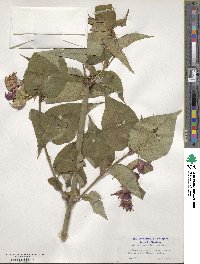 Leycesteria formosa image