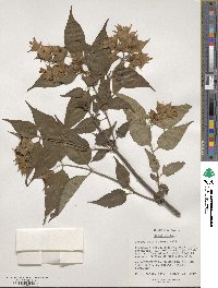 Leycesteria formosa image