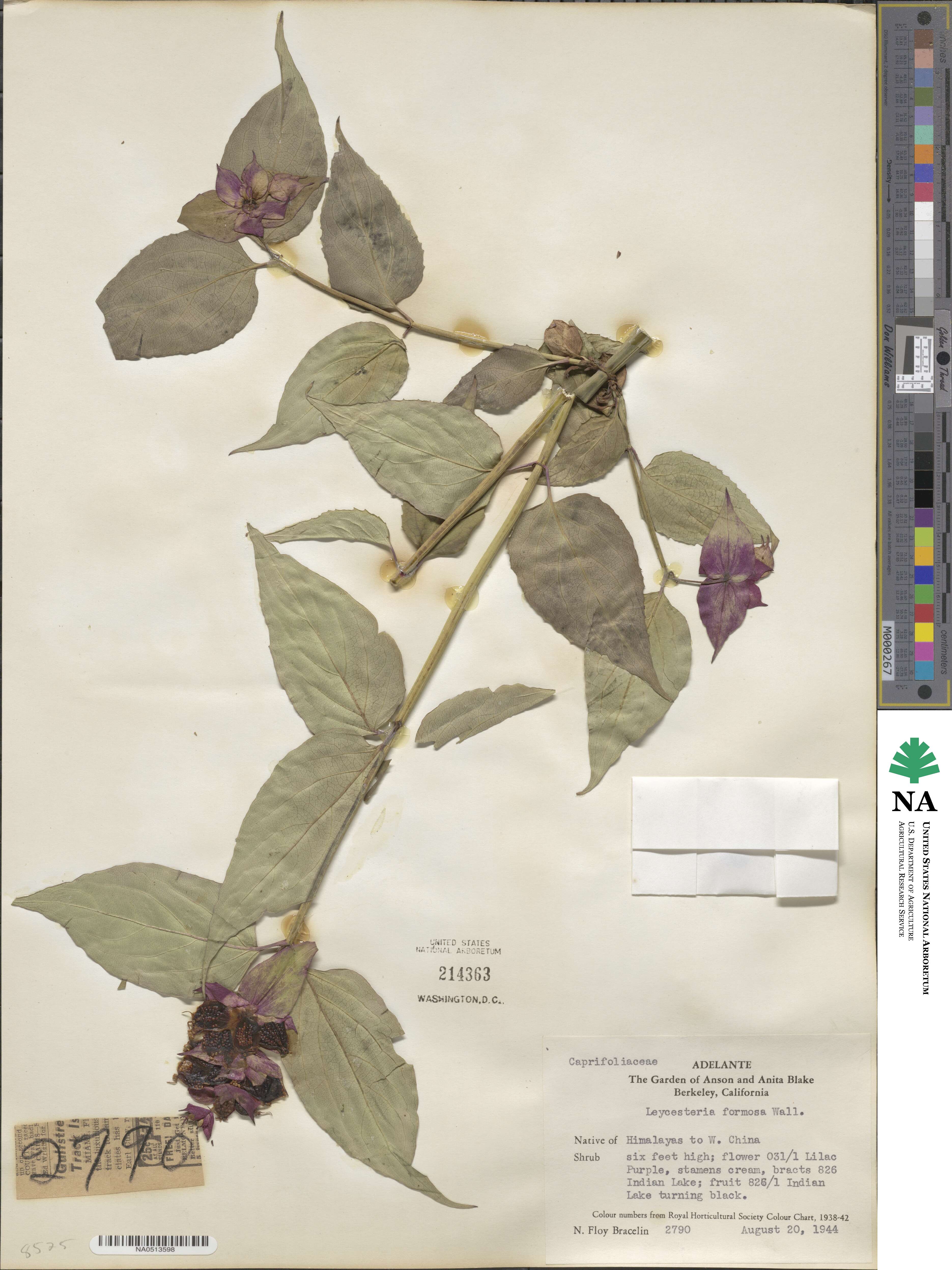 Leycesteria image