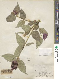 Leycesteria formosa image