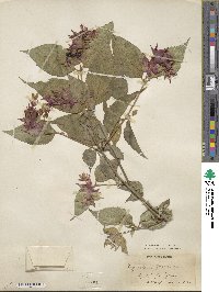 Leycesteria formosa image