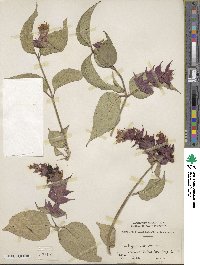 Leycesteria formosa image