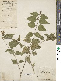 Leycesteria formosa image