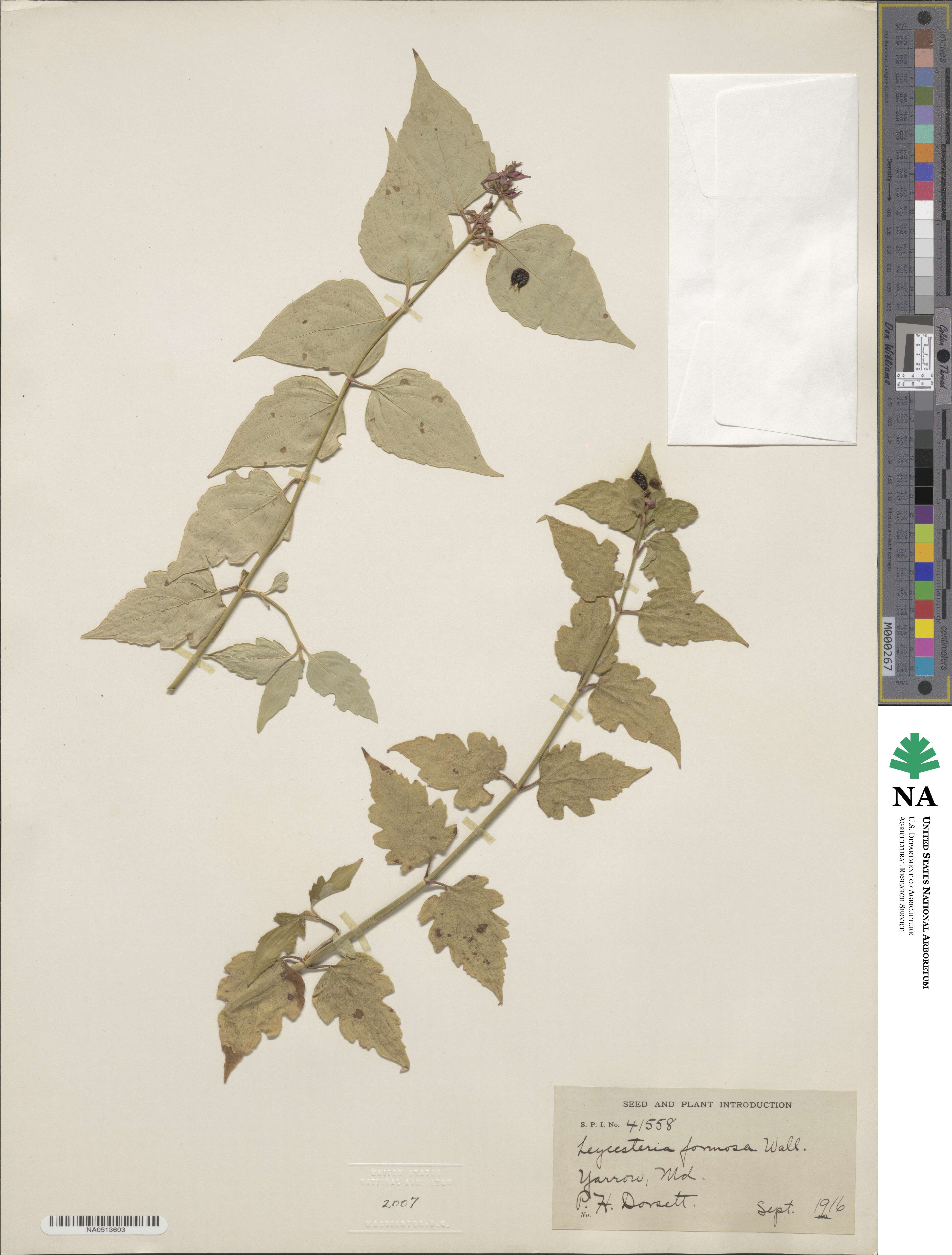 Leycesteria formosa image