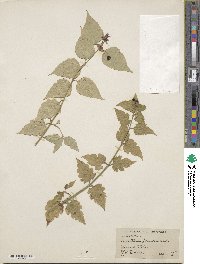 Leycesteria formosa image