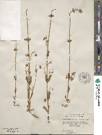 Valeriana ciliosa image