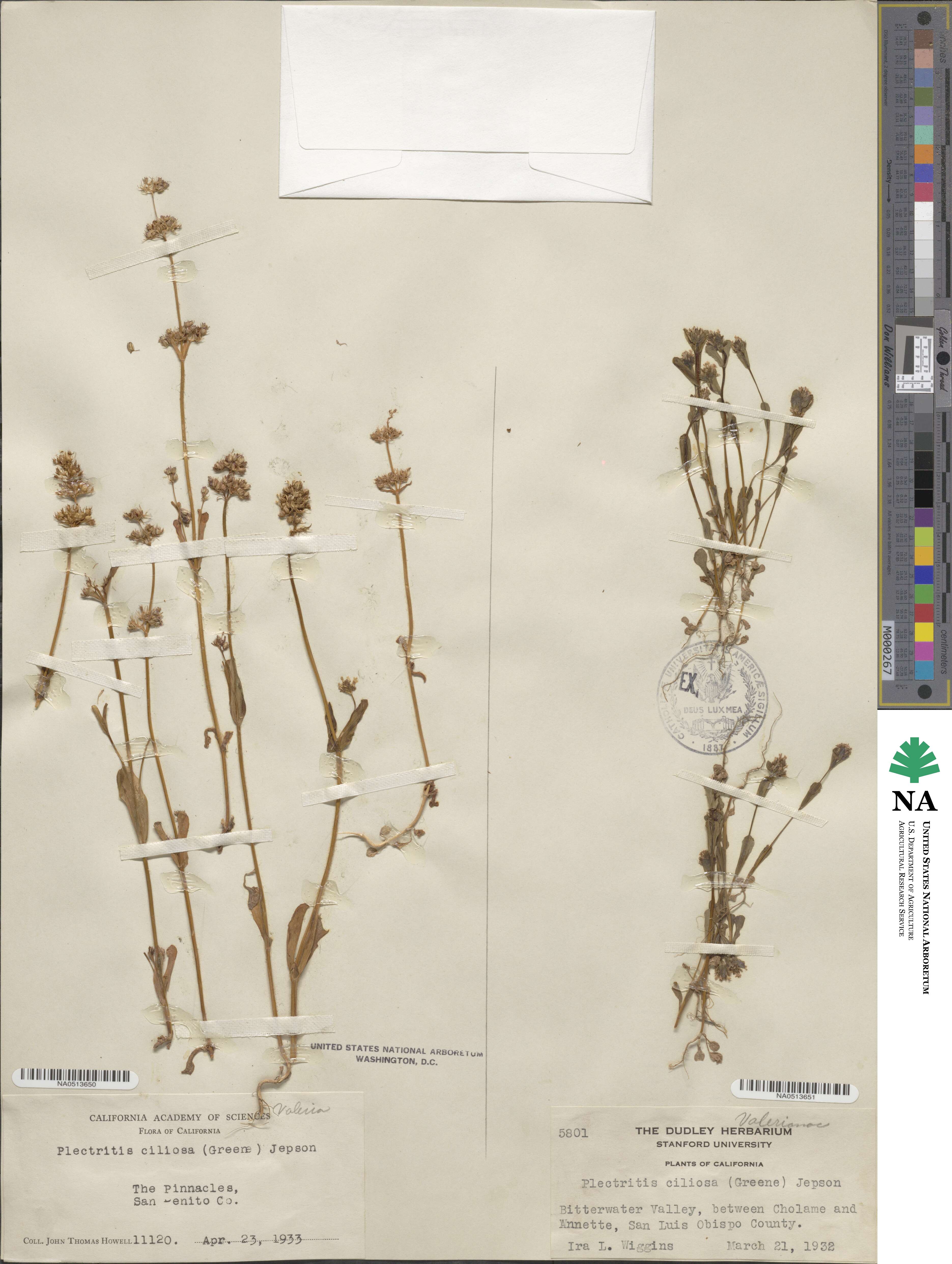 Valeriana ciliosa subsp. ciliosa image