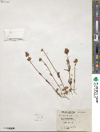 Valeriana macrocera image