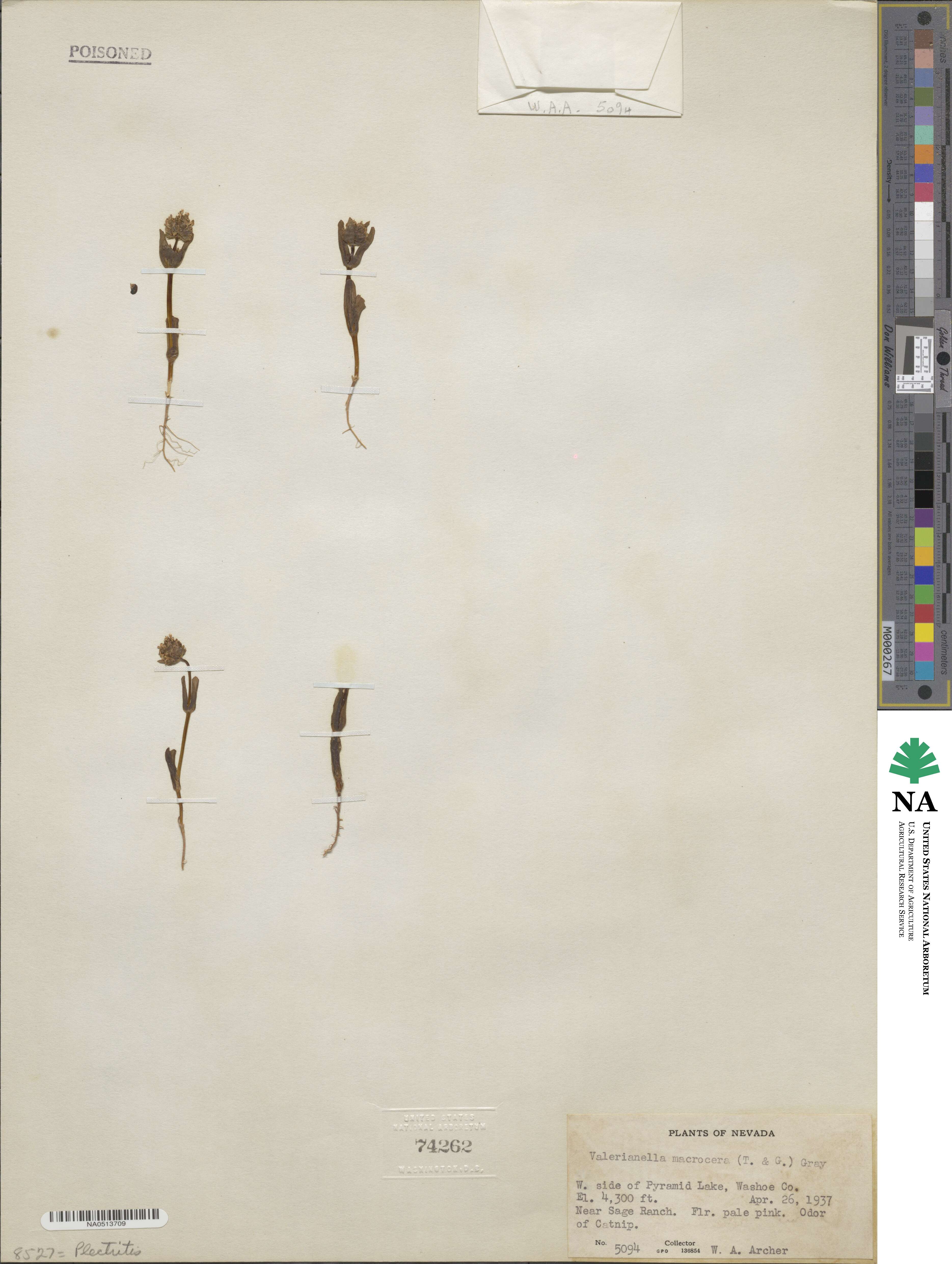 Valeriana macrocera image
