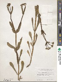 Valerianella umbilicata image