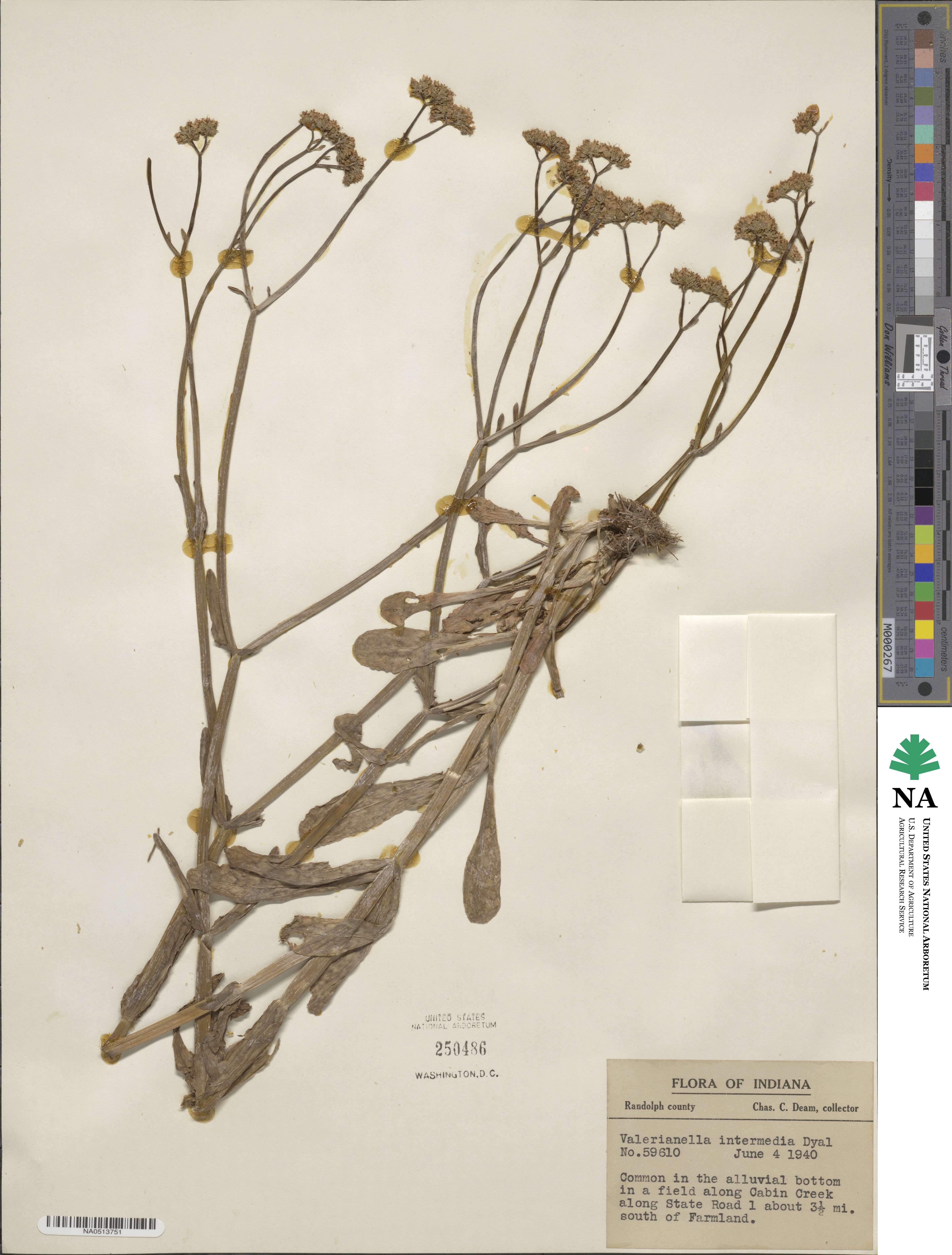 Valerianella umbilicata image