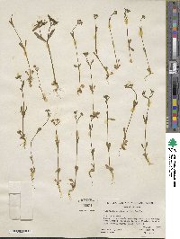 Valerianella locusta image