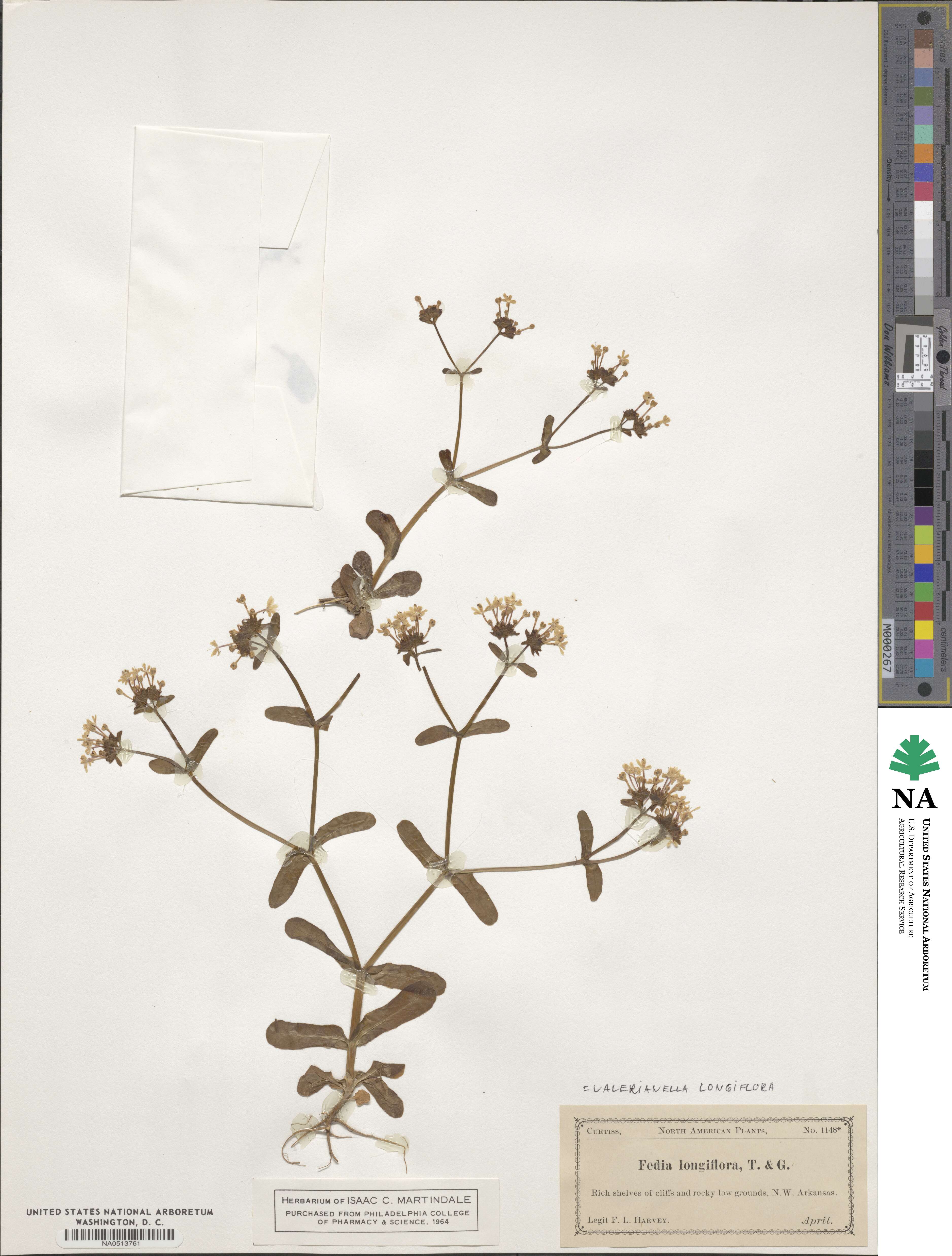 Valerianella longiflora image