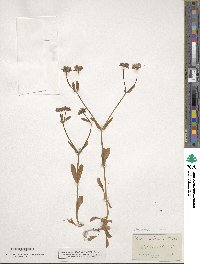 Valerianella locusta subsp. locusta image