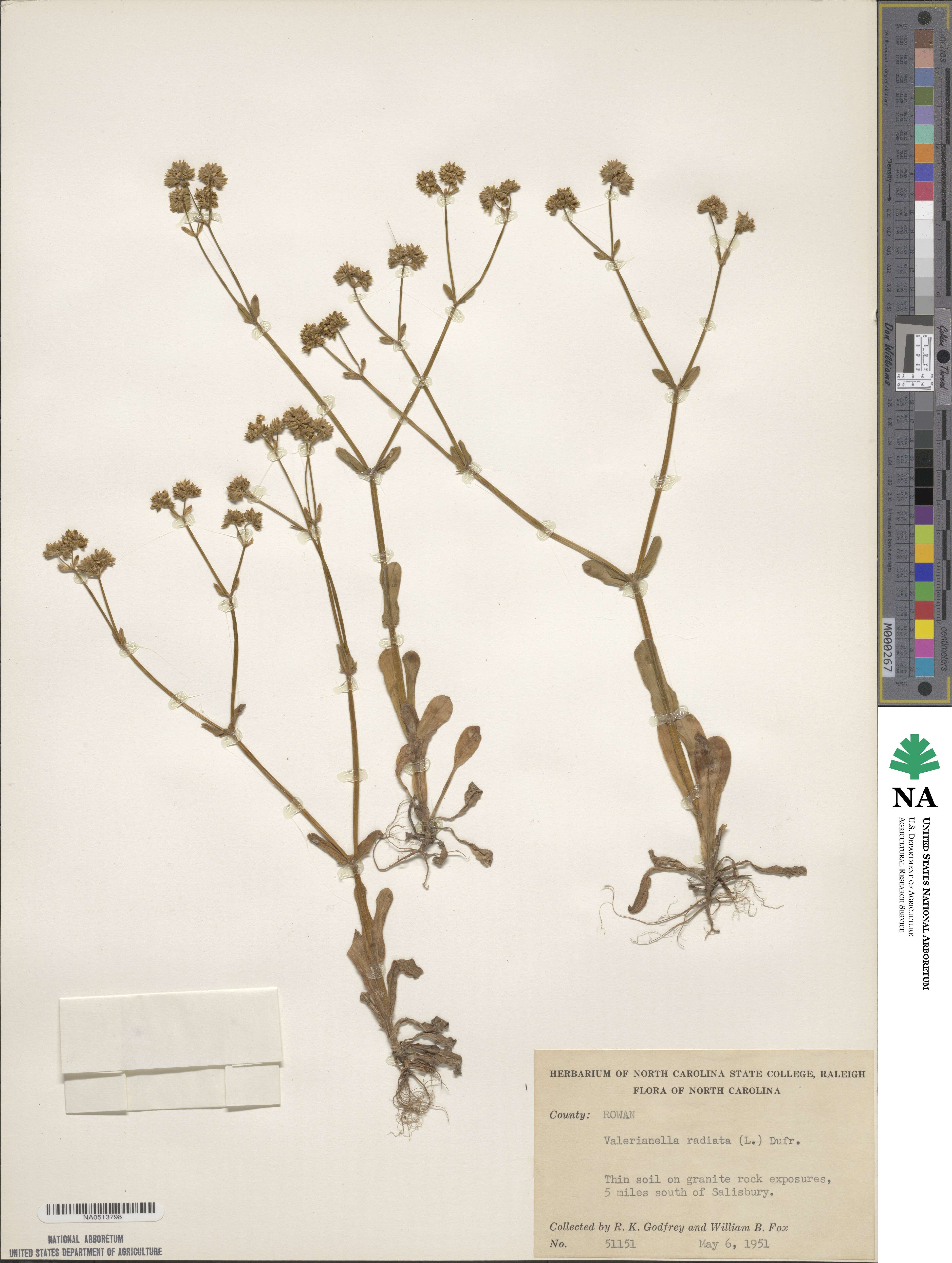 Valerianella radiata image