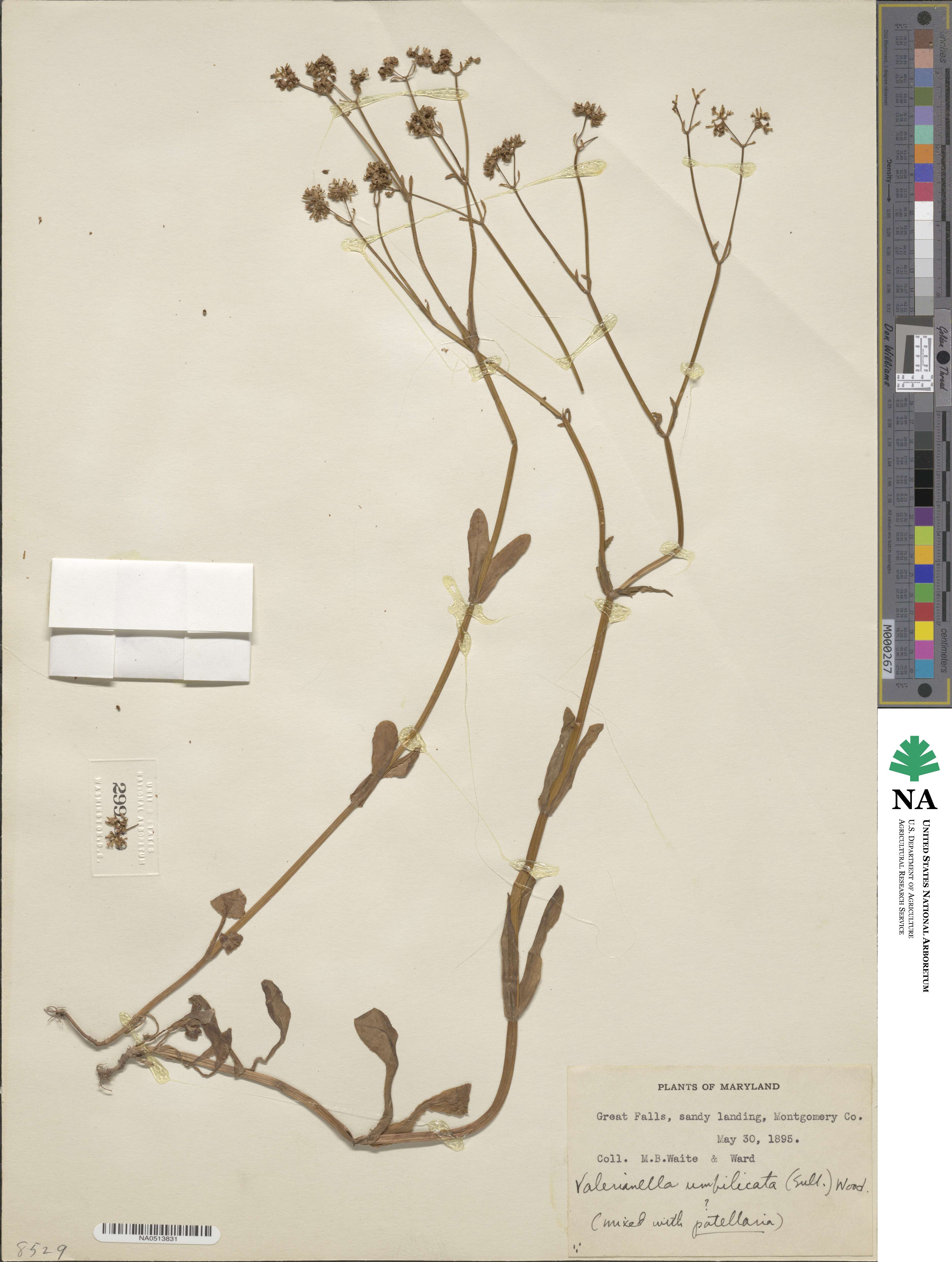 Valerianella umbilicata image