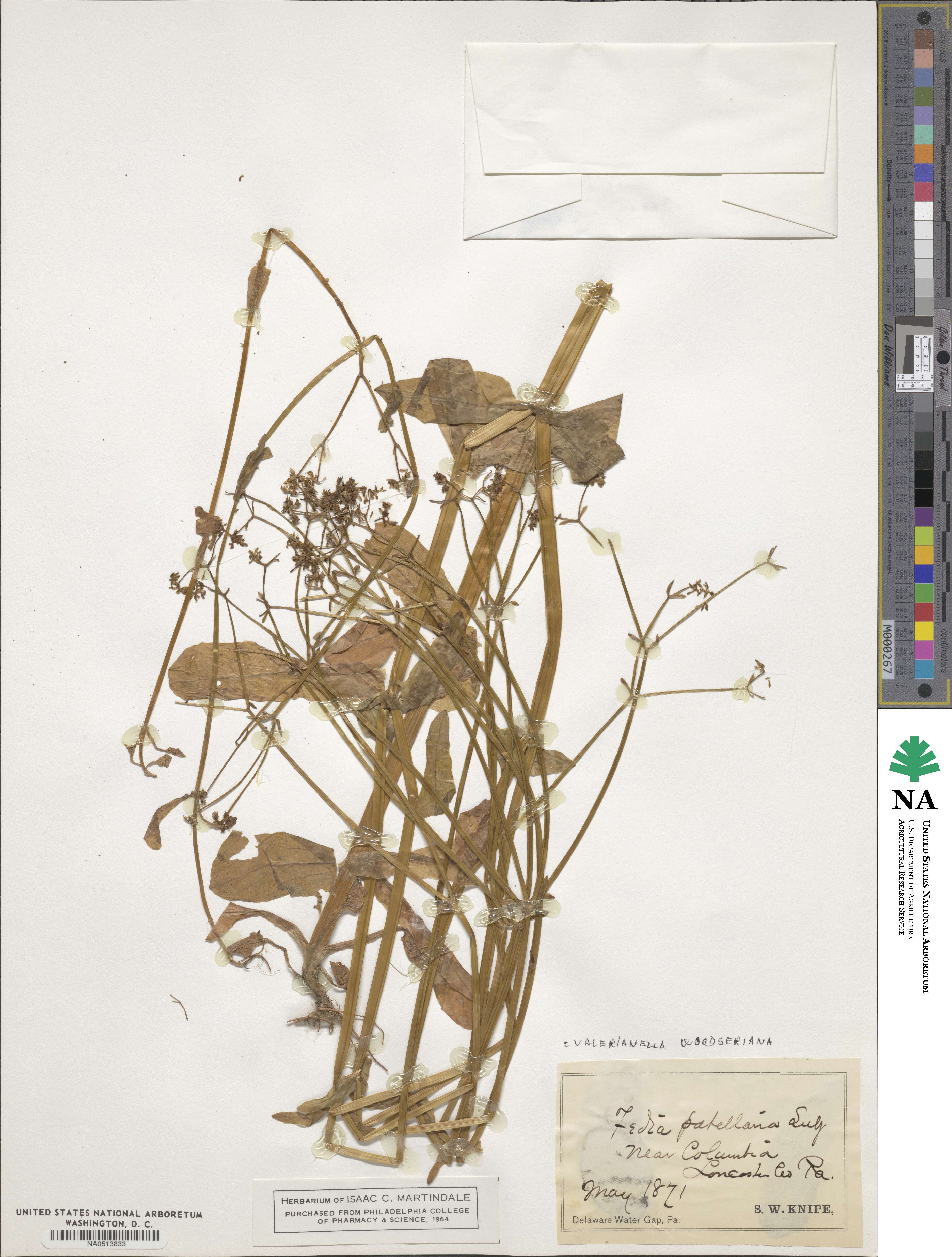 Valerianella radiata image