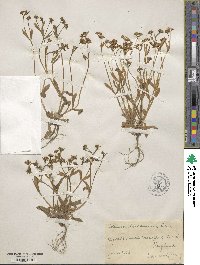 Valerianella carinata image