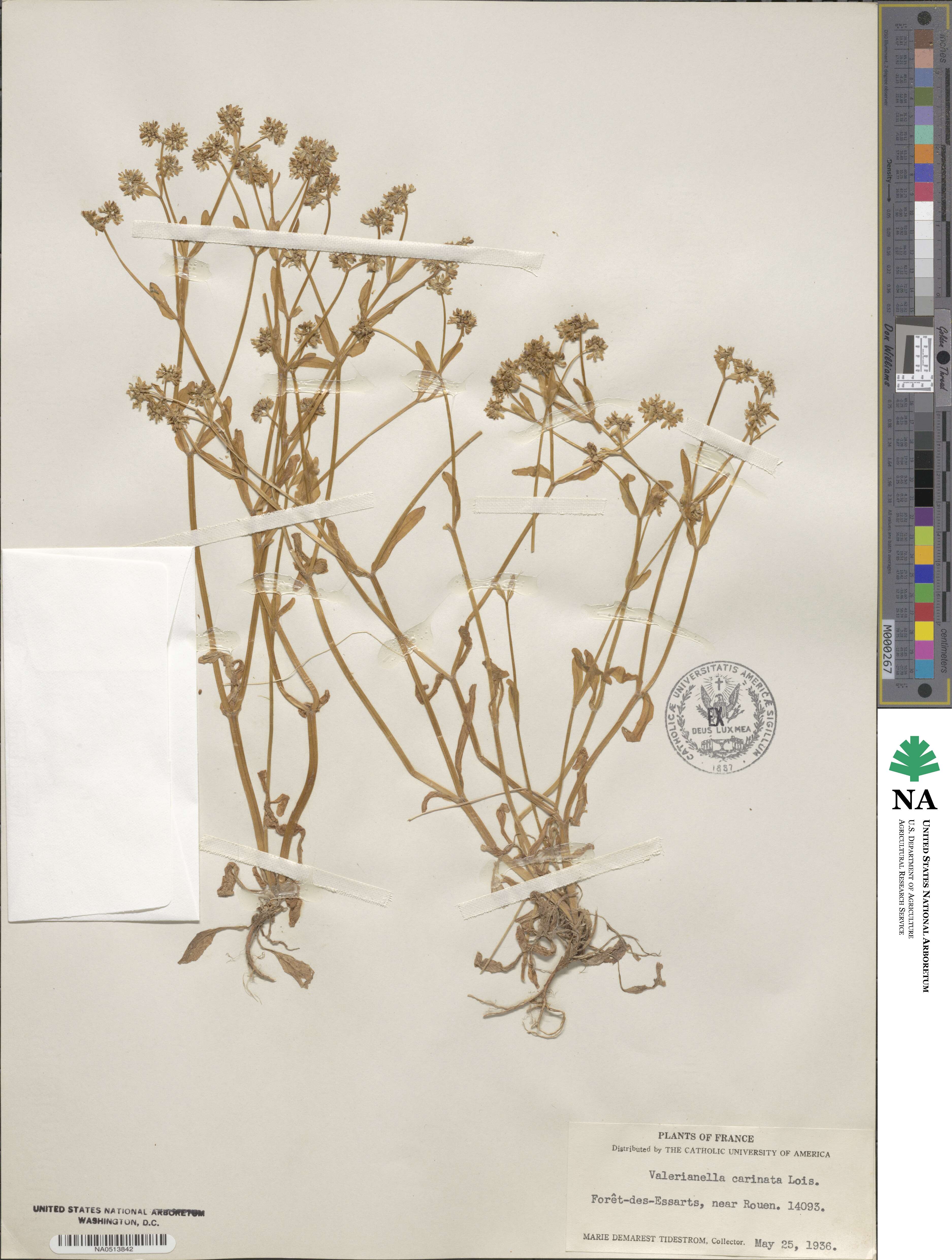 Valerianella carinata image