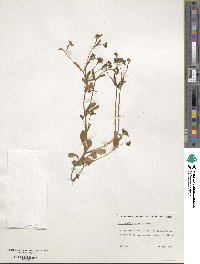 Valerianella carinata image