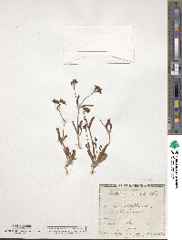 Valerianella carinata image