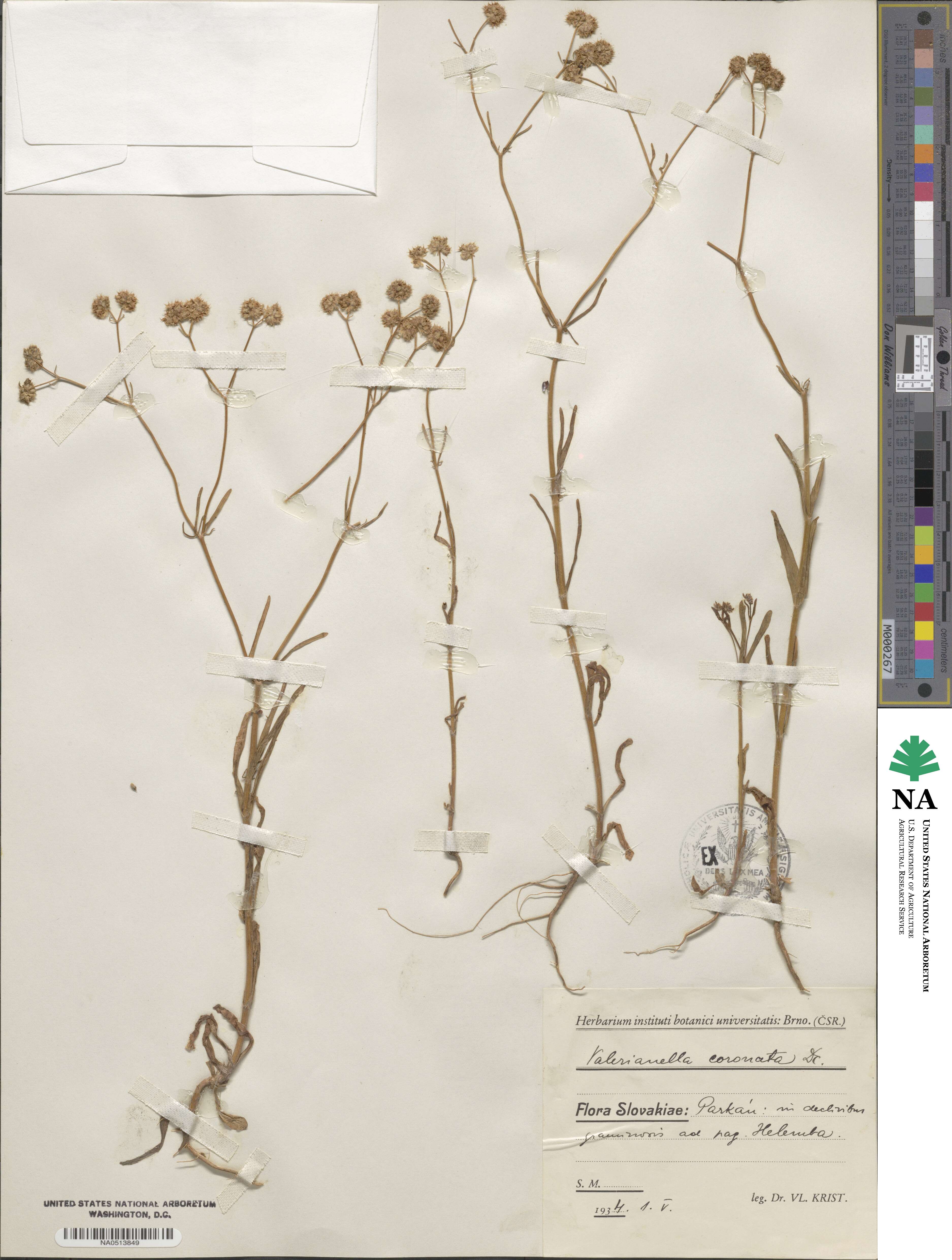 Valerianella coronata image