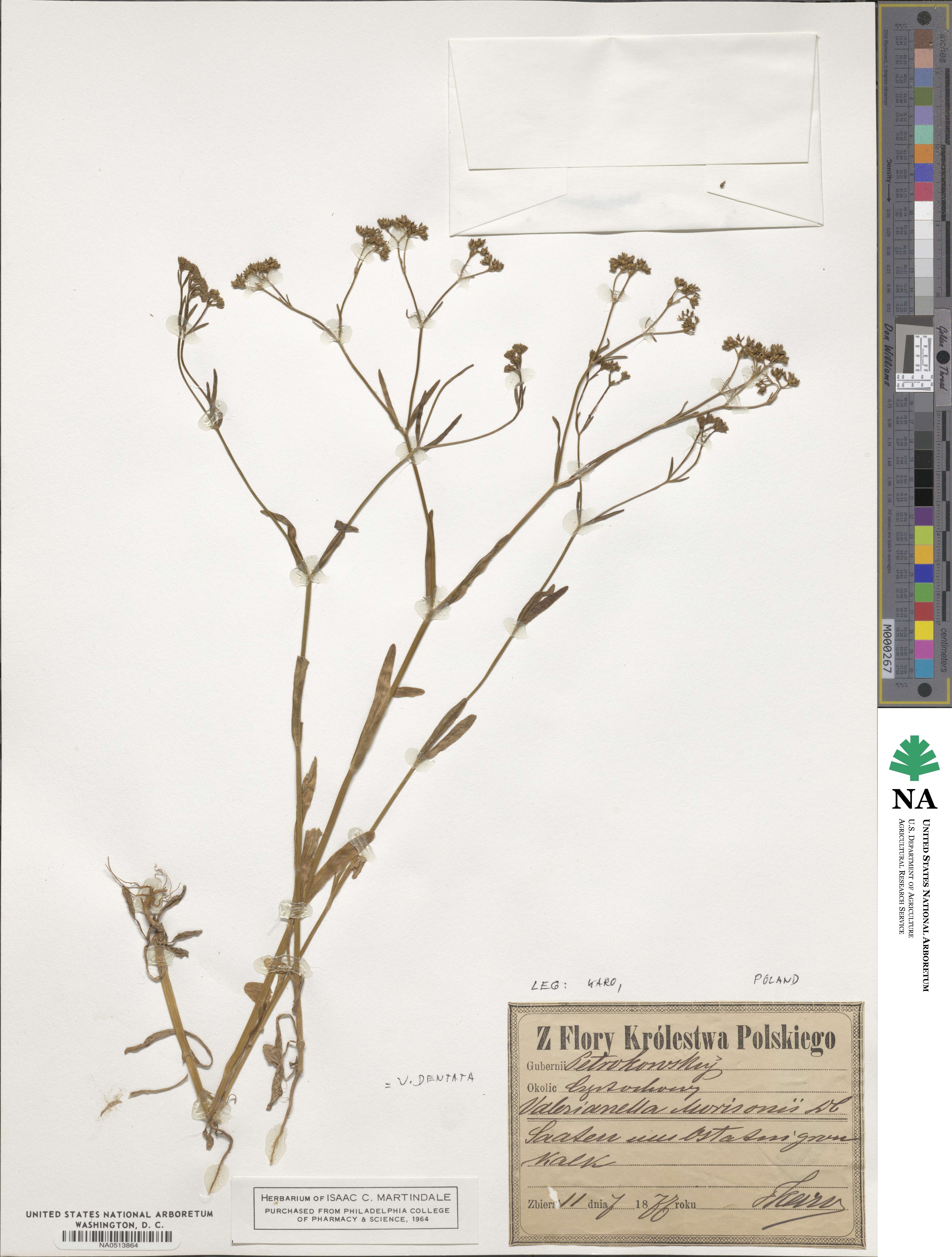 Valerianella dentata image