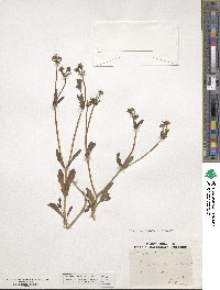 Valerianella echinata image