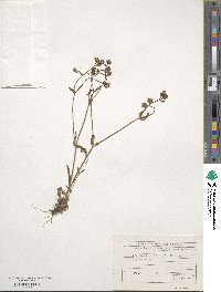 Valerianella locusta image