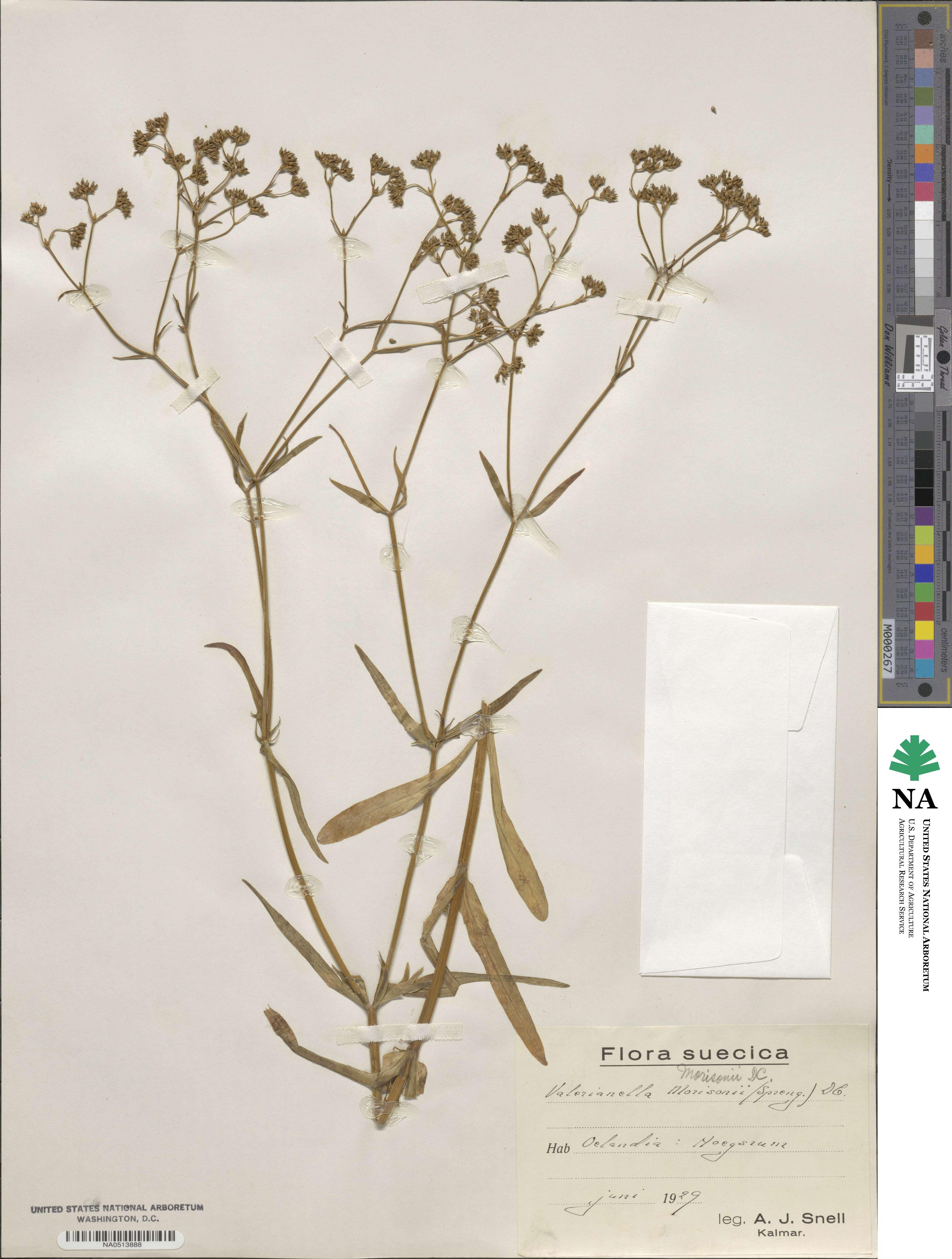 Valerianella dentata image