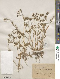 Valerianella locusta subsp. locusta image