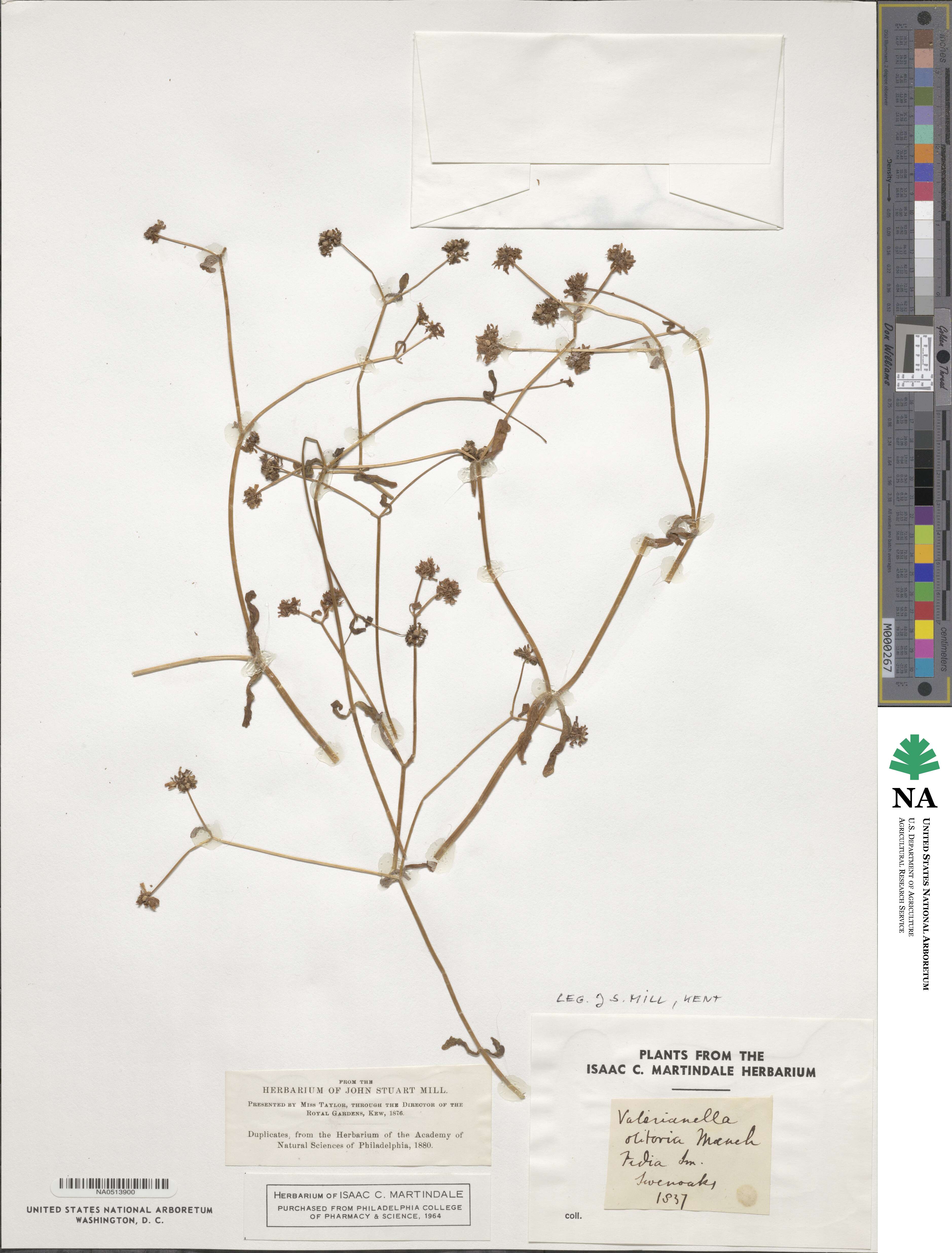 Valerianella locusta subsp. locusta image