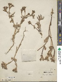 Fedia graciliflora subsp. graciliflora image