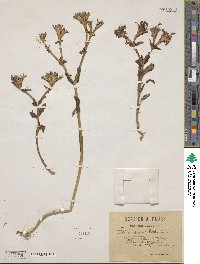 Fedia graciliflora image