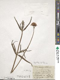 Centranthus angustifolius image