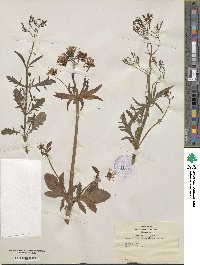 Image of Centranthus macrosiphon