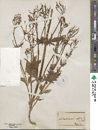 Centranthus macrosiphon image