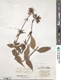 Centranthus ruber image