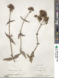 Centranthus ruber image