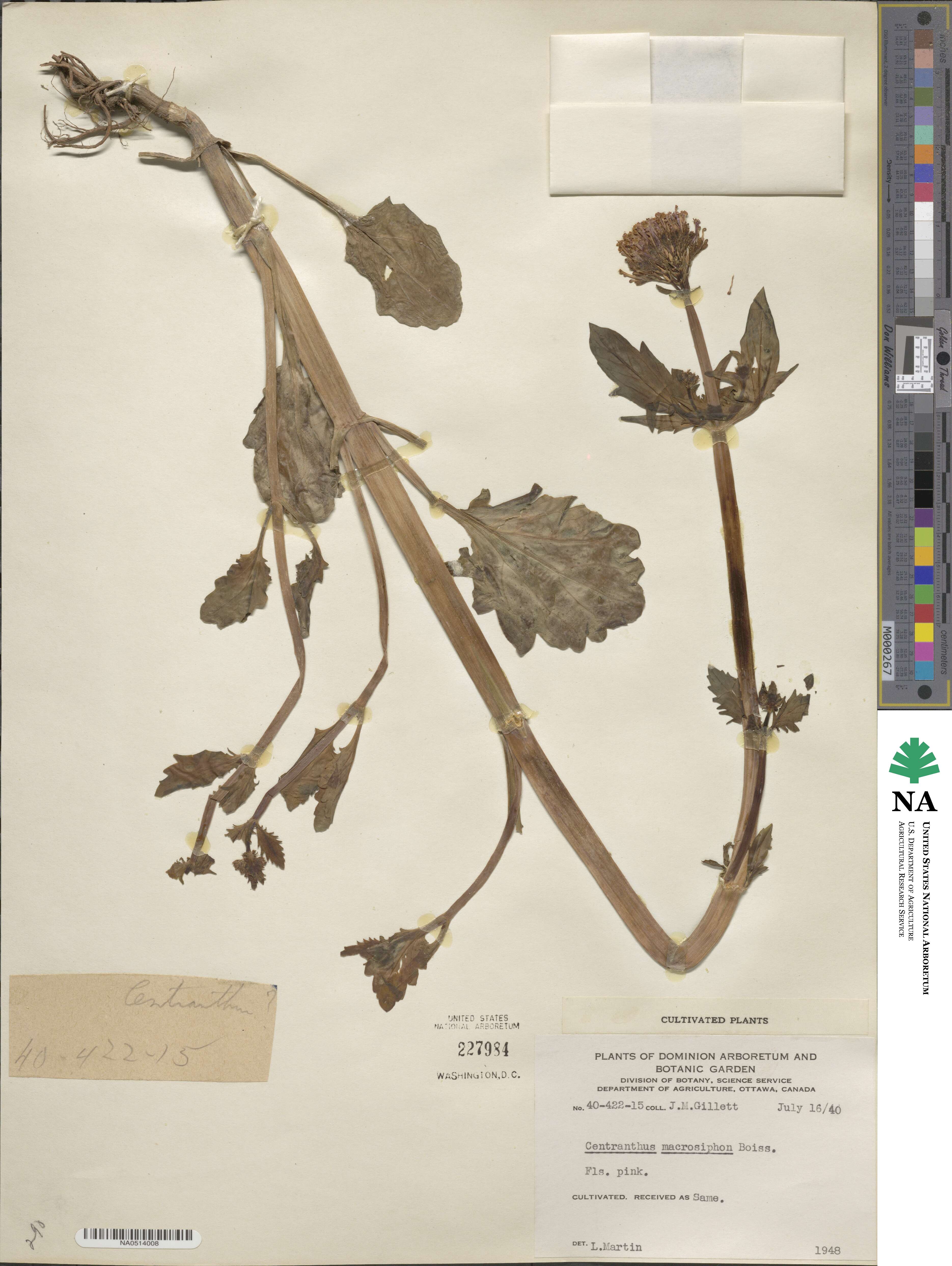 Centranthus macrosiphon image