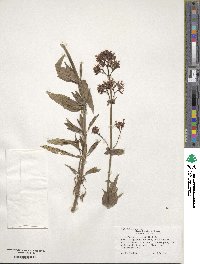 Centranthus ruber image