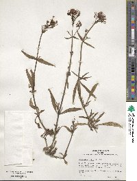 Centranthus ruber image