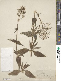 Centranthus ruber image