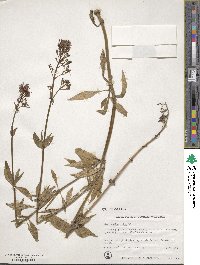 Centranthus ruber image