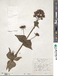 Centranthus ruber image