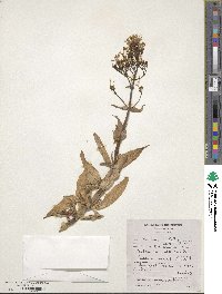 Centranthus ruber image